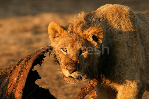 Feeding lion Stock photo © EcoPic