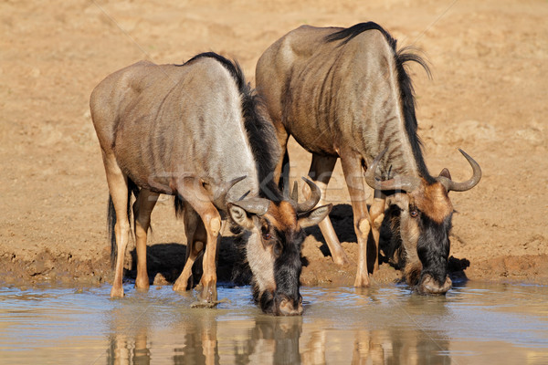 Trinkwasser blau Park Südafrika Wasser trinken Stock foto © EcoPic