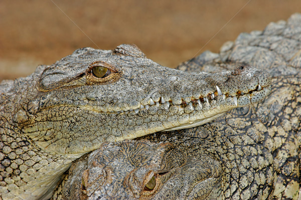 Nile crocodile Stock photo © EcoPic