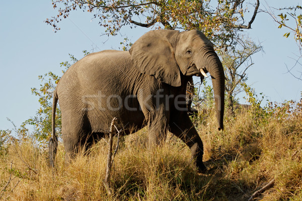 Słoń afrykański parku Południowej Afryki charakter podróży Zdjęcia stock © EcoPic