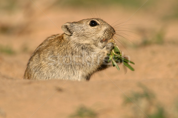 Whistling rat Stock photo © EcoPic