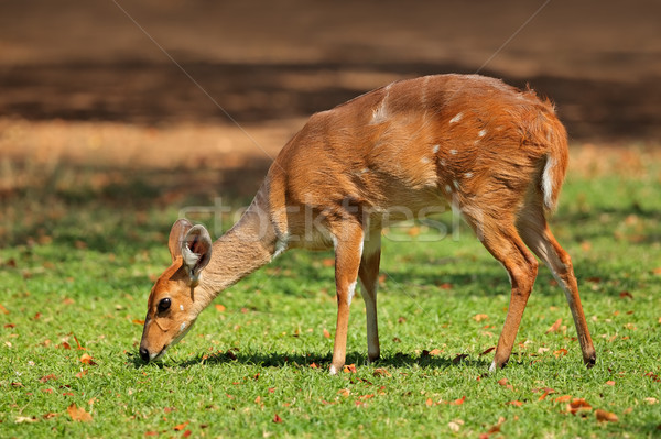 Female nyala antelope Stock photo © EcoPic