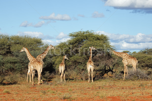 Feeding giraffes Stock photo © EcoPic