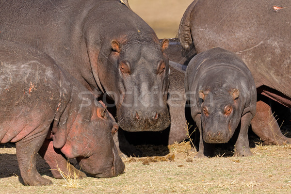 Hippo family Stock photo © EcoPic