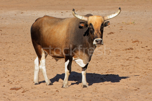 [[stock_photo]]: Bull · indigène · bovins · nord · Namibie