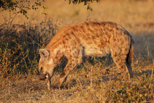 Spotted hyena Stock photo © EcoPic