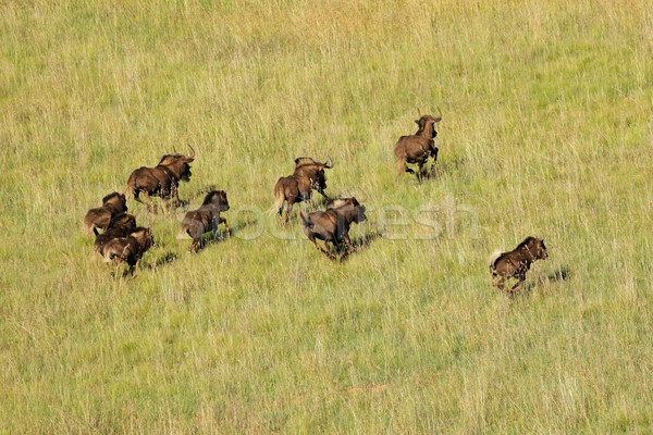 Czarny uruchomiony widok z lotu ptaka Południowej Afryki trawy charakter Zdjęcia stock © EcoPic