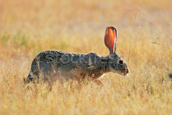 Сток-фото: заяц · трава · парка · Намибия · африканских