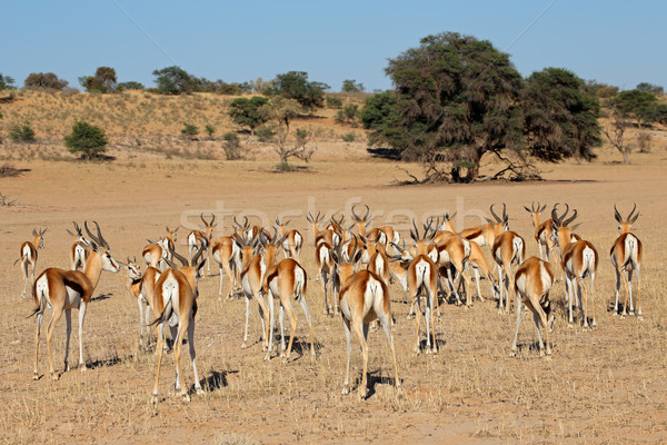 Rebanho deserto África do Sul céu africano ao ar livre Foto stock © EcoPic