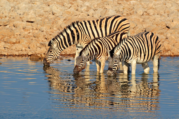Ebenen Zebras Trinkwasser Park Namibia Wasser Stock foto © EcoPic