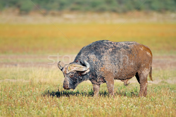 African buffalo Stock photo © EcoPic