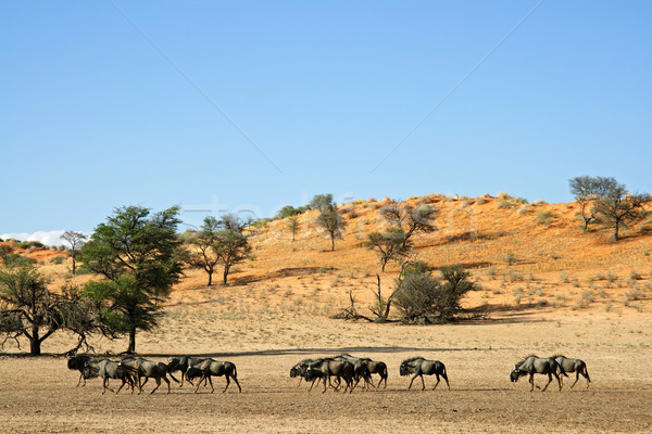 Blue wildebeest in natural habitat Stock photo © EcoPic
