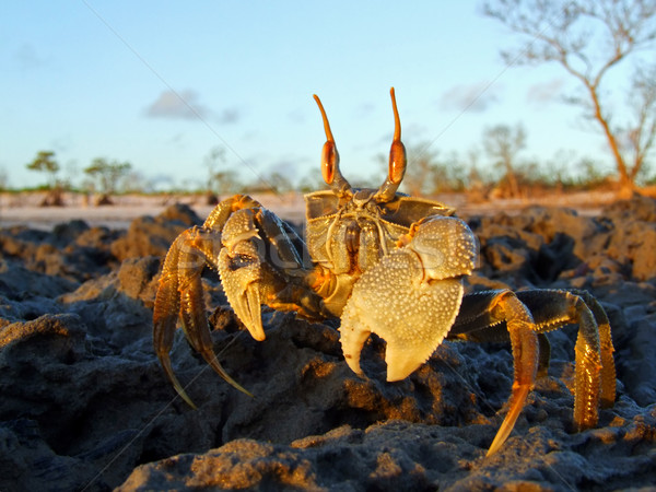Ghost crab on rocks Stock photo © EcoPic