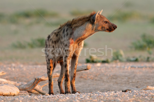 Spotted Hyena Stock photo © EcoPic