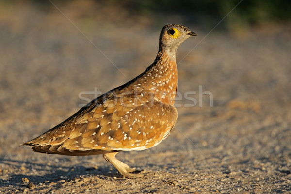 Spotted sandgrouse Stock photo © EcoPic