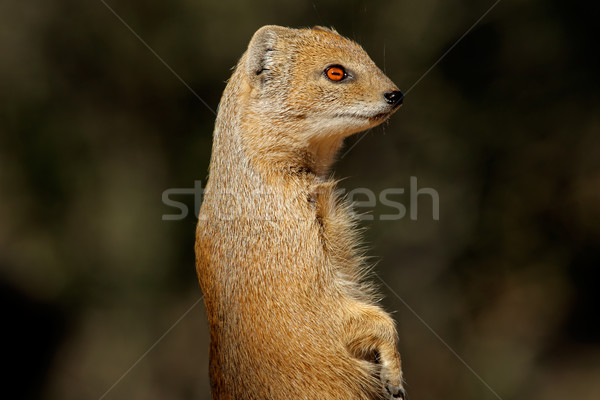 Yellow mongoose Stock photo © EcoPic