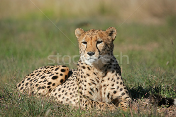 Ghepardo erba Sudafrica natura animale veloce Foto d'archivio © EcoPic