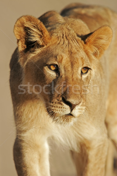 Jóvenes África león retrato desierto Sudáfrica Foto stock © EcoPic
