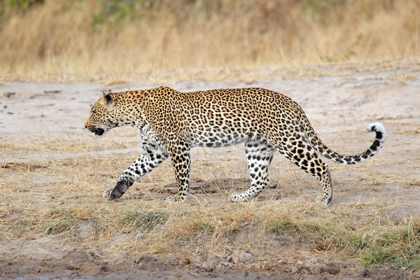 Leopard walking Stock photo © EcoPic