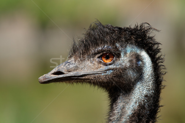Emu portré nyak Ausztrália nagy vad Stock fotó © EcoPic