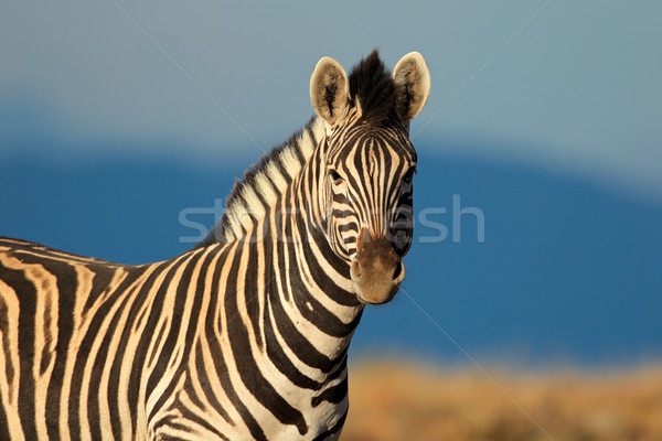 Ebenen Zebra Porträt Südafrika Gesicht Augen Stock foto © EcoPic