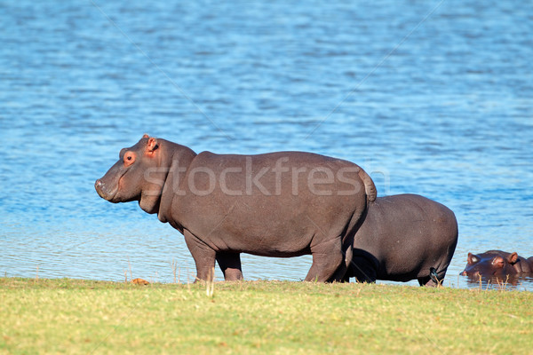 Foto stock: Hipopótamo · fuera · agua · Sudáfrica · azul · piernas