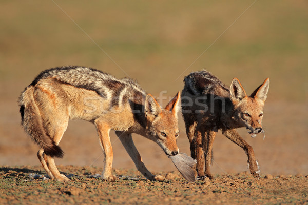 Black-backed Jackals eating dove Stock photo © EcoPic