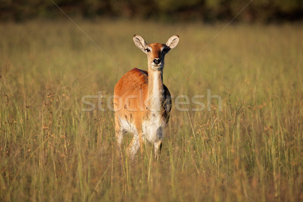 Red lechwe antelope Stock photo © EcoPic