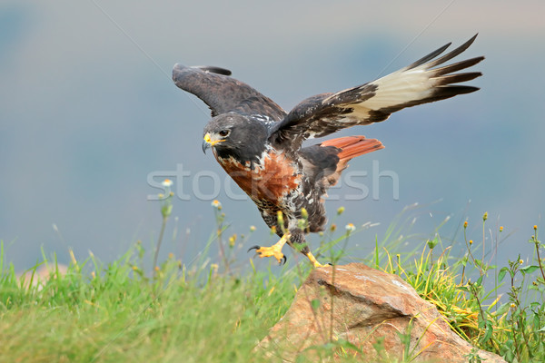 Jackal buzzard Stock photo © EcoPic