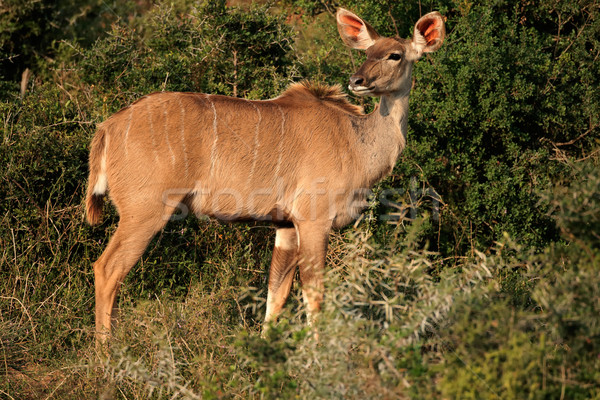 [[stock_photo]]: Homme · naturelles · habitat · Afrique · du · Sud · nature · Afrique