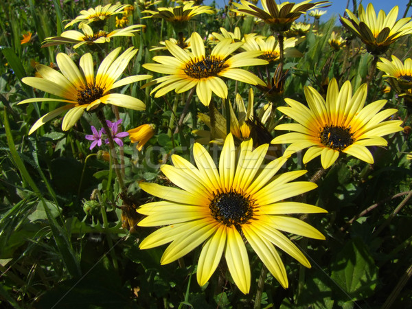 Daisy flowers Stock photo © EcoPic