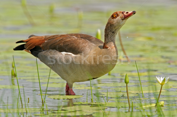 Foto stock: Egípcio · ganso · água · parque · África · do · Sul · pássaro