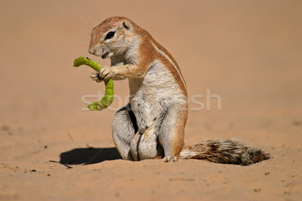 Ground squirrel Stock photo © EcoPic