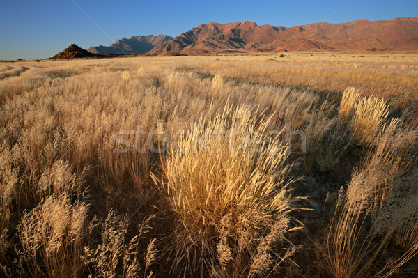 Grassland landscape Stock photo © EcoPic
