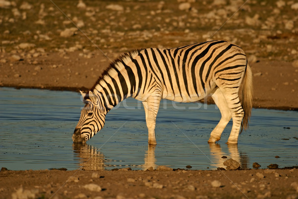 Ebenen Zebra trinken Trinkwasser Park Namibia Stock foto © EcoPic
