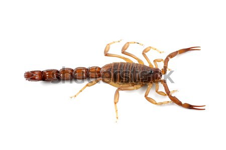 Trujący skorpion Afryki charakter nogi Afryki Zdjęcia stock © EcoPic