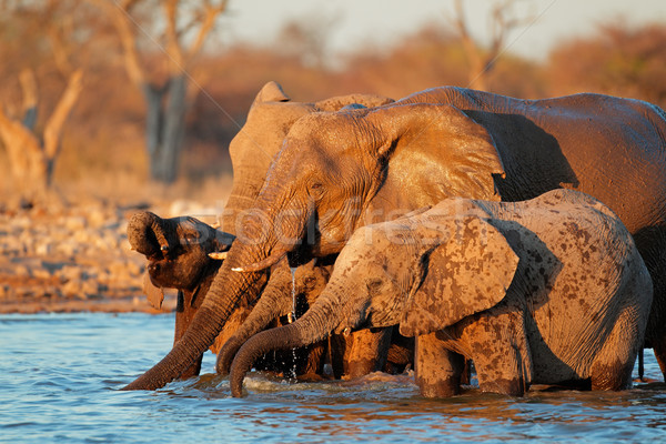 Elefántok ivóvíz afrikai park Namíbia víz Stock fotó © EcoPic