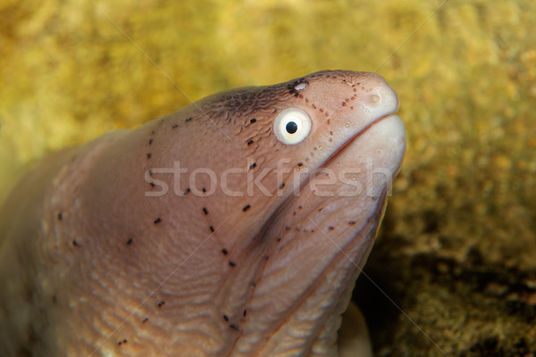 Mértani angolna portré száj fej vízalatti Stock fotó © EcoPic