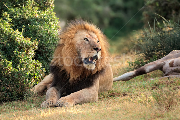 African lion with prey Stock photo © EcoPic