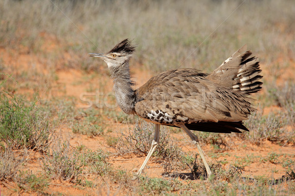 Displaying kori bustard Stock photo © EcoPic