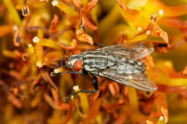Flesh fly Stock photo © EcoPic