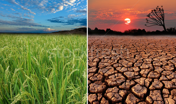 Globalne ocieplenie zdjęcia możliwy efekt charakter krajobraz Zdjęcia stock © EcoPic