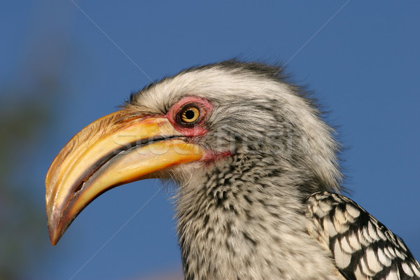 Yellow-billed hornbill  Stock photo © EcoPic