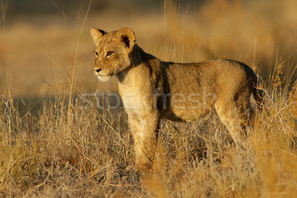 ライオン カブ 小さな 早朝 光 砂漠 ストックフォト © EcoPic