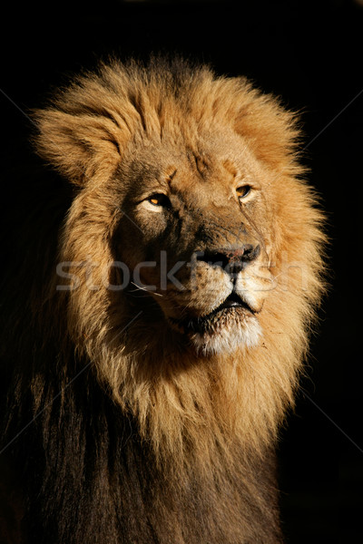 Big male African lion Stock photo © EcoPic