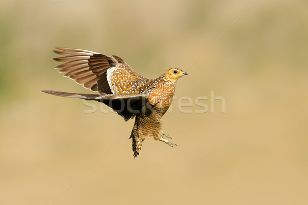 Sandgrouse in flight Stock photo © EcoPic