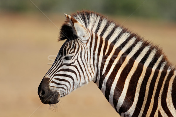 Ebenen Zebra Porträt Südafrika Gesicht Augen Stock foto © EcoPic