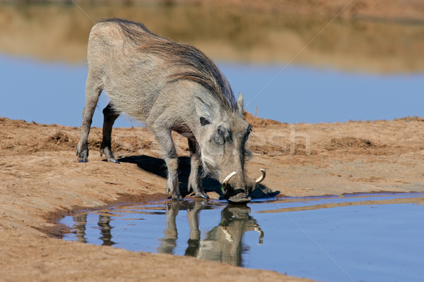 Warthog drinking Stock photo © EcoPic