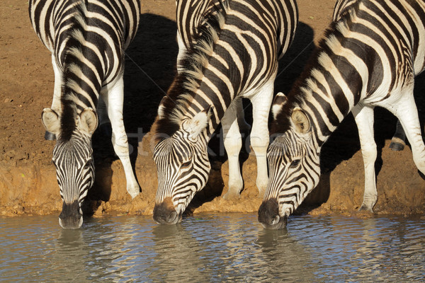 Plains zebras drinking Stock photo © EcoPic