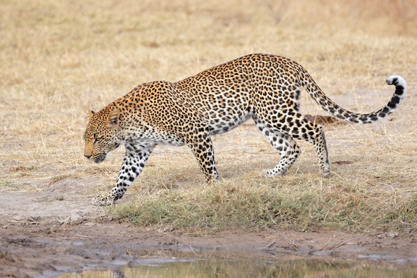 Leopar yürüyüş erkek doğa rezerv Güney Afrika Stok fotoğraf © EcoPic